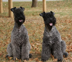 trop beaux ce couple !